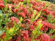Red tropical flowers