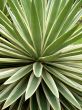 tropical plant aloe