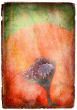 Vintage Poppy flower 