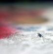 fly against colorful backround