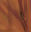 grasshopper