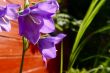 bellflower