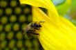 Honey Bee on a sunflower 