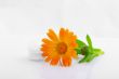 Flower marigold medical with pills over white background 