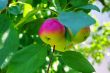 Apple garden full of riped red apples 