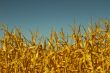 Corn field