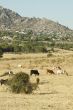 Cows feed near of town