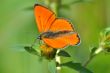 Butterfly colias croceus