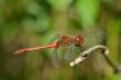 Bright dragonfly sitting on a branch