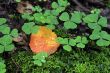 Fallen leaf on the ground and drops. Auntumn coming