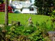 Beautiful House, Fence And Bird