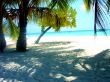 Palm Tree On Beach