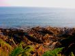 Rocky Shoreline