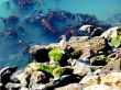Gull On The Rocks 