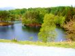 Tree Island In Lake