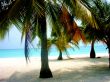 Trees Bordering Beach 