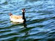 Duck Swimming Happily In A Pond