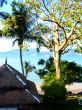 Big Trees And Hut