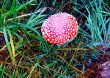 Bright Red Mushroom 2 