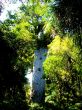 Tree and Greenery