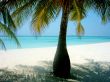 palm tree 