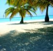 Palm Trees On Beach Maldives