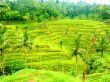 Old Rice Paddys
