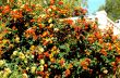 Orange And Red Flowers From Spain