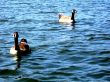 Two Ducks Swimming Happily In A Lake