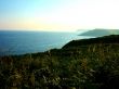 Ferns And Sea