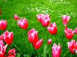 Tulips Over Grassy Meadow