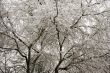 Snow Filled Tree