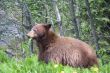 Brown Bear