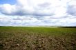 field with horizon