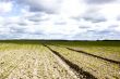 field with horizon