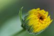 yellow blossom looking in the sun