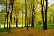 Early Autumn in Forest