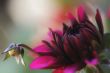 dahlia burgundy with little bud