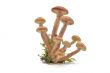 Mushrooms(Armillaria mellea)
