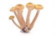 Mushrooms(Armillaria mellea)