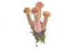 Mushrooms(Armillaria mellea)