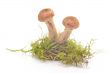Mushrooms(Armillaria mellea)