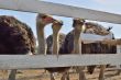 Feeding the ostriches