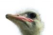 Ostrich(Struthio camelus camelus)