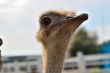 Struthio camelus camelus