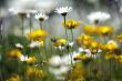 spring flowers  shine in the field