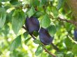 Plums