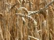 Wheat