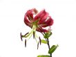 Red lily