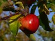 Red apple